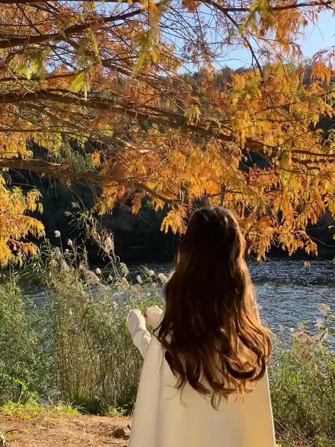 音乐下载趋势图